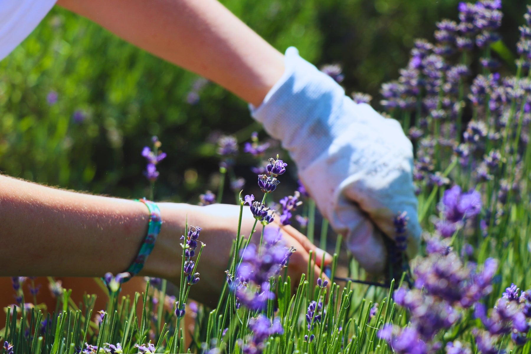 Fiori di lavanda raccolti a mano