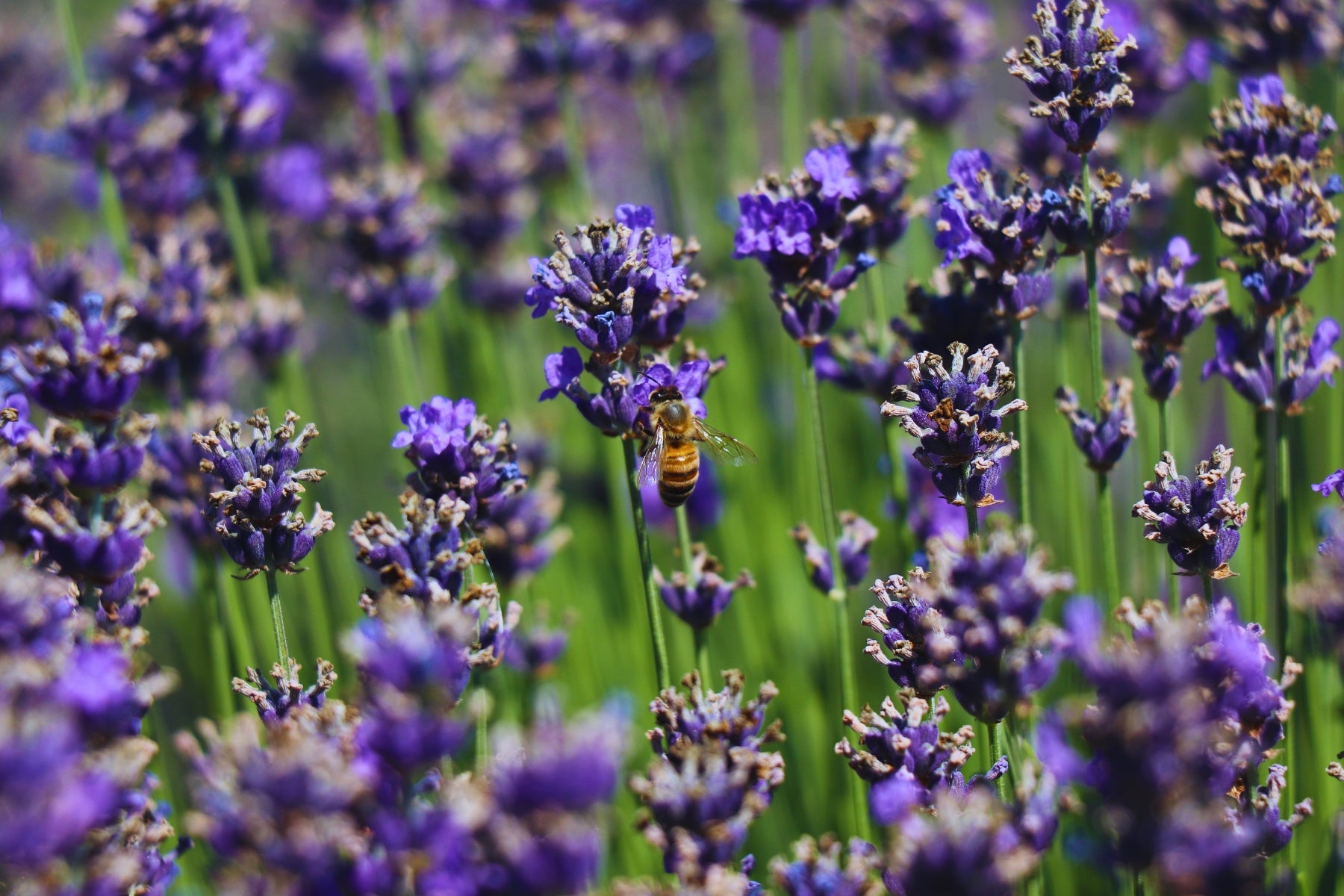 Coltura bio: ape su una spiga di lavanda