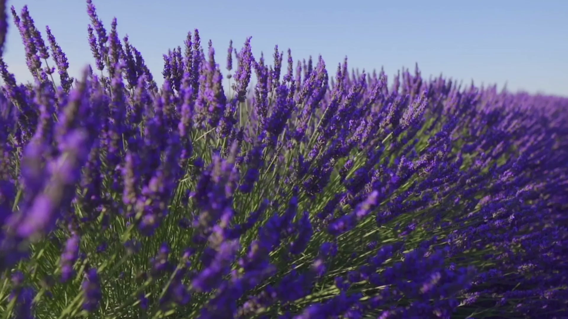 Campi lavanda di laVanda di Ferrara