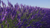 Campi lavanda di laVanda di Ferrara